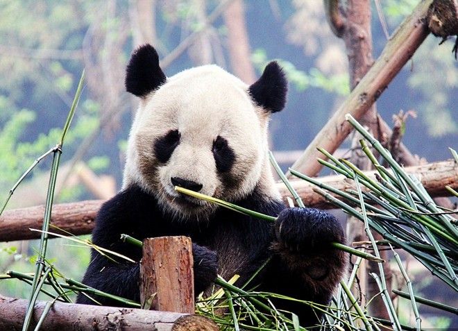 Урочище великолепных панд