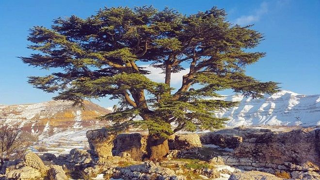 Интересные факты о природе Ливана