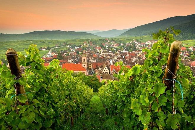 Эльзасский винный маршрут