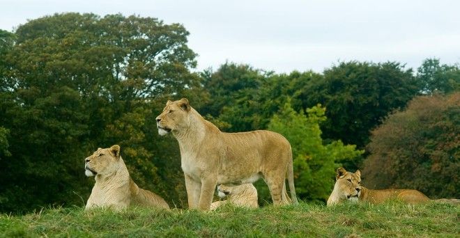 Whipsnade zoo
