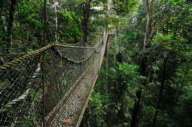 Заповедник тропических лесов Ивокрамы