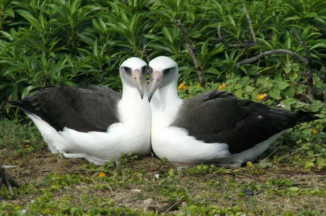 альбатросы