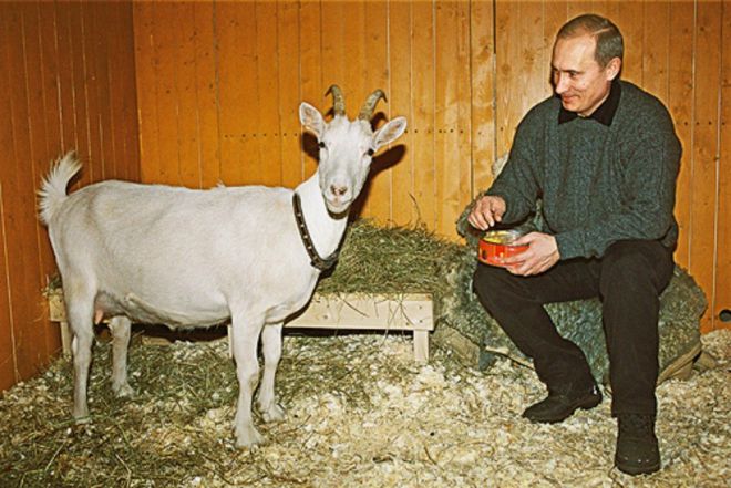 Путин и коза Сказка