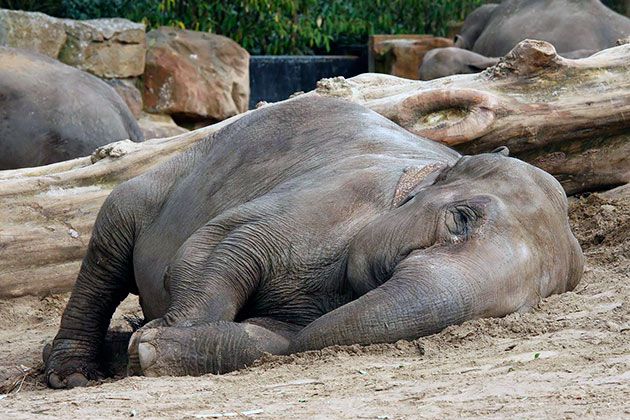 спящий слон