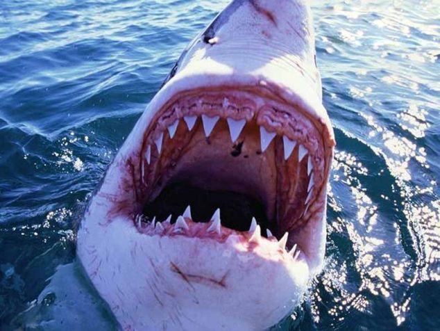 зубы акулы