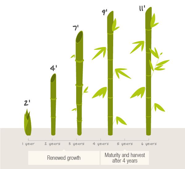 как растет бамбук