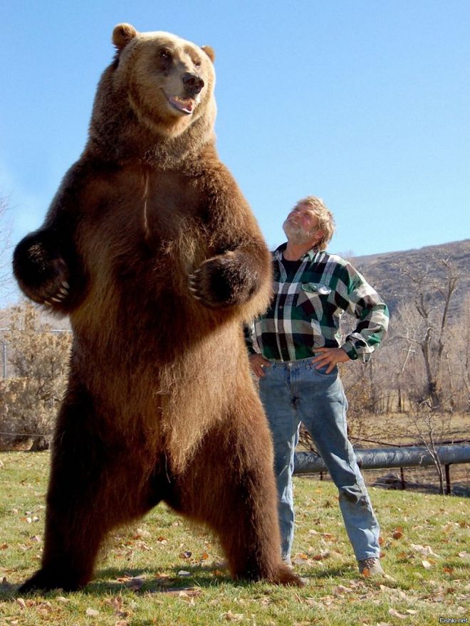 медведь барт