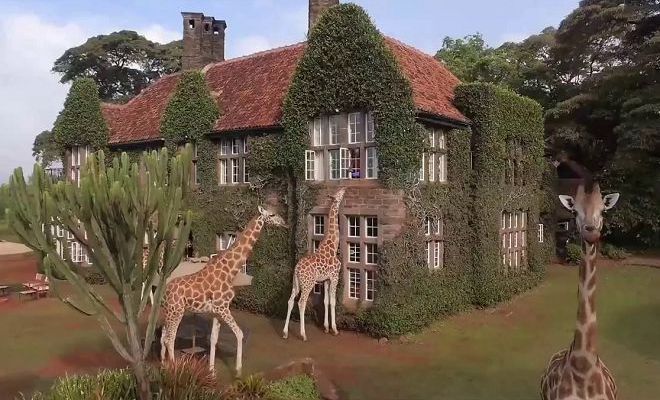 Отель с жирафами