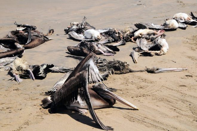 смерть пеликанов в перу