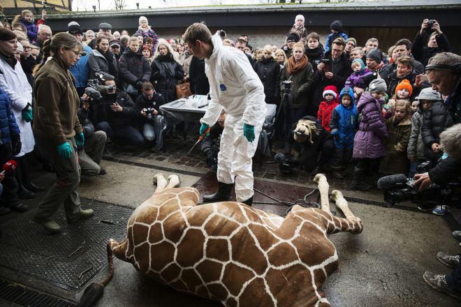В зоопарках Дании убивают животных
