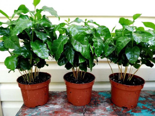Как вырастить кофейное дерево в домашних условиях