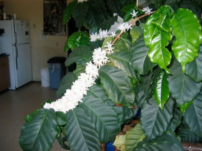 Цветение кофейного дерева в домашних условиях