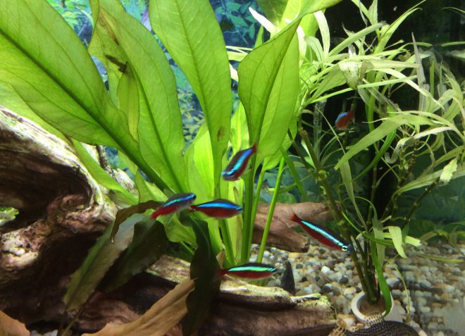 Анубиас на коряге в аквариуме фото