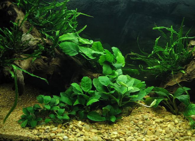 аквариумное растение анубиас описание