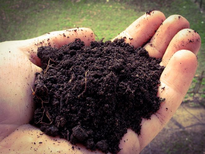 выращивание мушмулы из косточки почва
