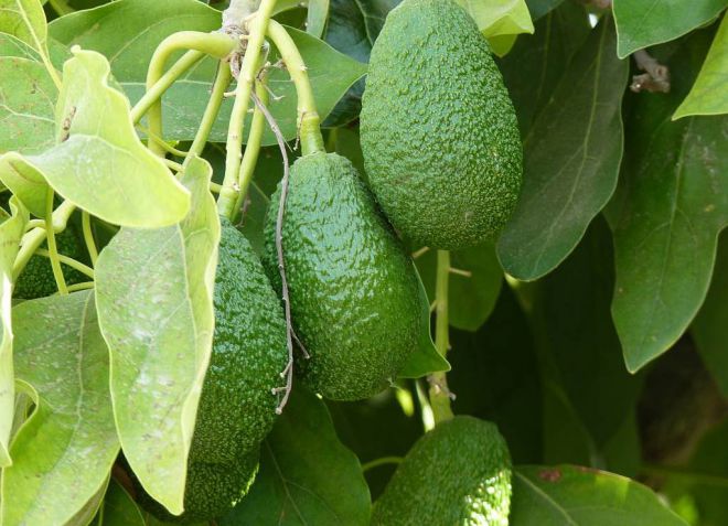 плодоносит ли авокадо в домашних условиях