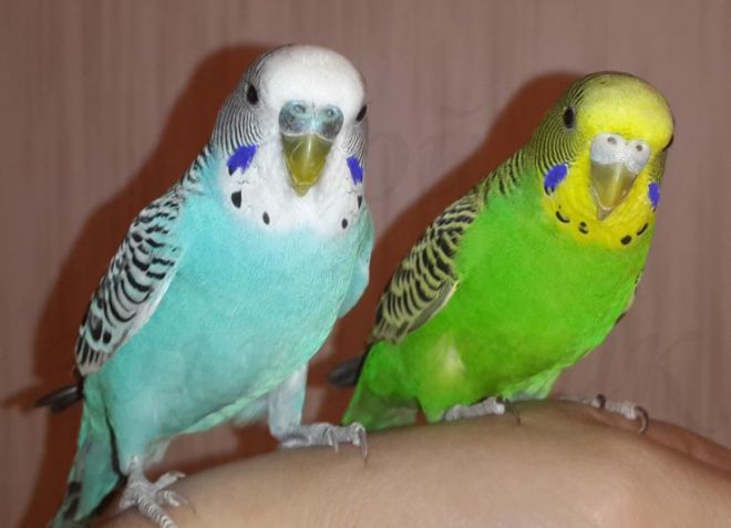 кормление волнистых попугаев в период размножения