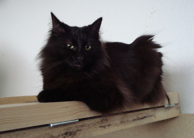 Норвежская лесная кошка черная