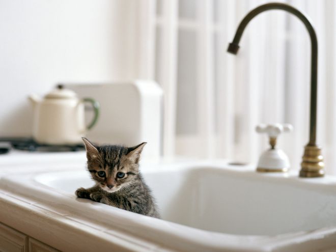 Можно ли мыть новорожденных котят