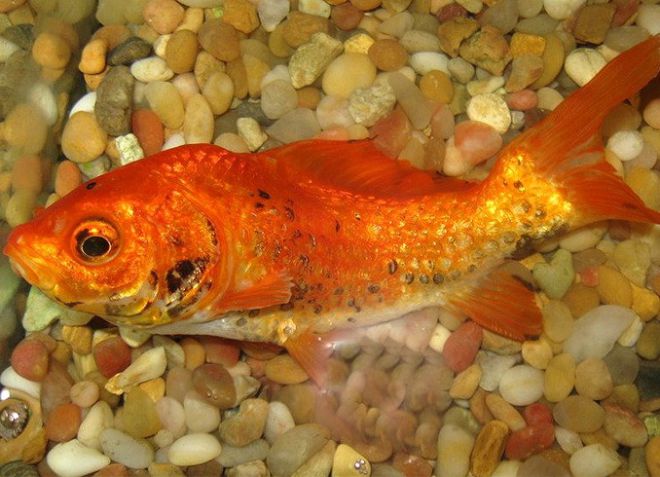 болезни золотой рыбки в аквариуме
