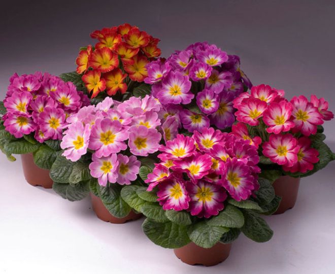 декоративно цветущие комнатные растения