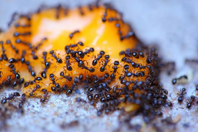 как вывести муравьев из теплицы народными средствами