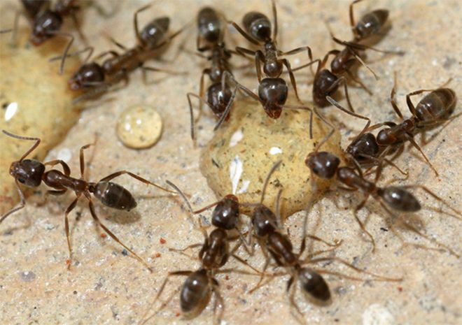 борная кислота от муравьев в теплице
