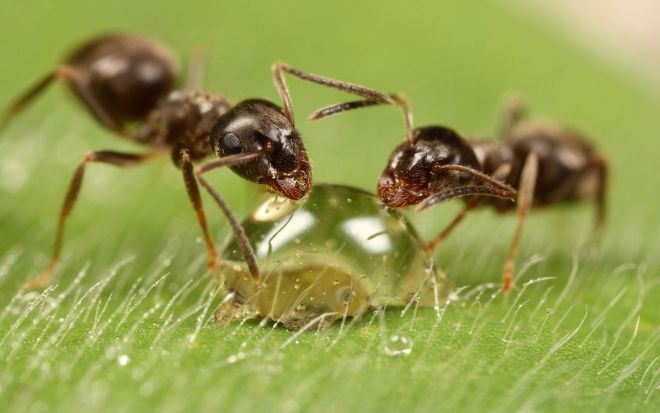 уксус от муравьев в теплице