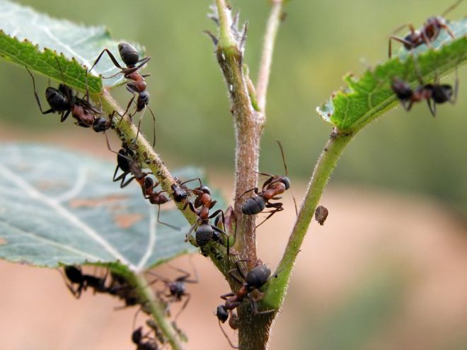препараты от муравьев в теплице