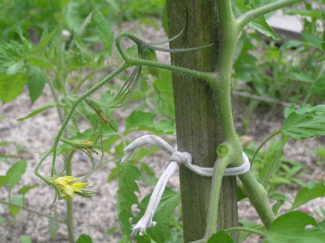 веревка для подвязки помидор
