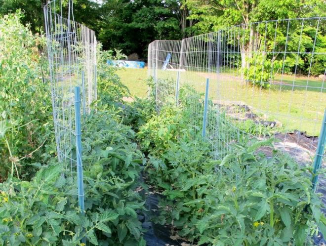 как подвязать высокорослые помидоры на сетку