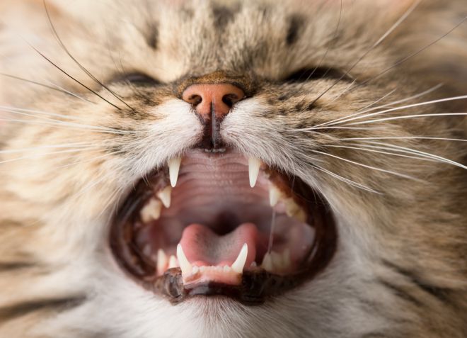 смена зубов у шотландских котят