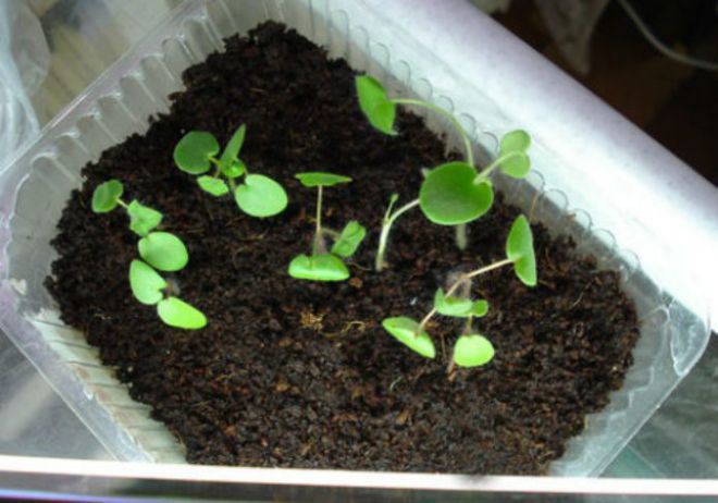 Как вырастить тюльпановидную герань из семян