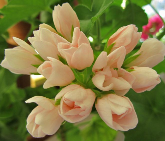 Цветы герань тюльпановидная