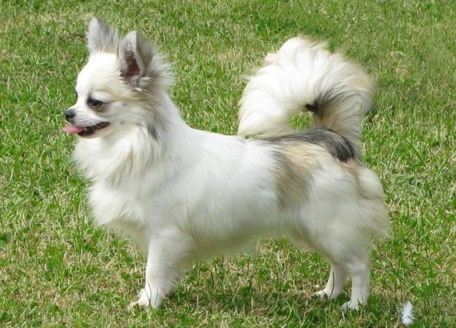 порода собак длинношерстные чихуахуа