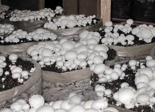 как выращивать грибы шампиньоны