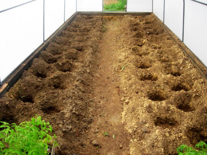 Помидоры в теплице выращивание для начинающих в домашних условиях пошаговое фото