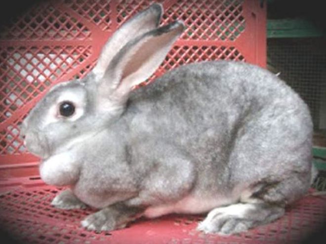 Породы кроликов и их иммунитет thumbnail