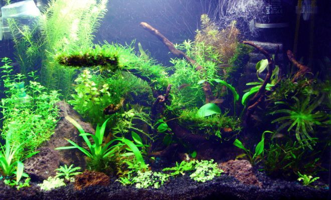 аэрация в аквариуме с растениями