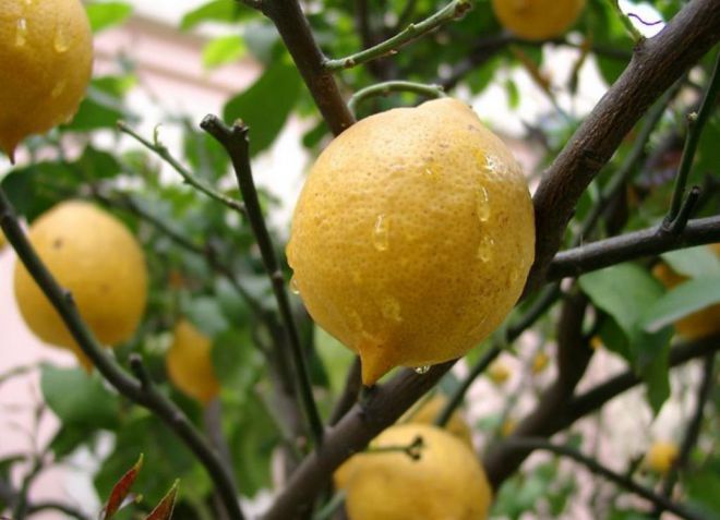 комнатный лимон павловский