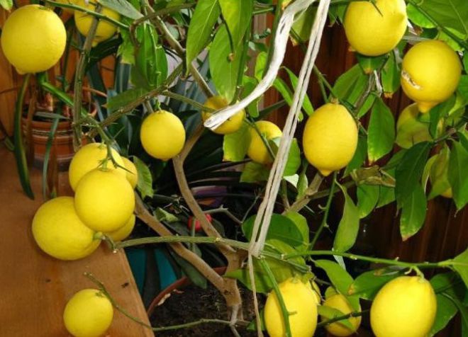 комнатный лимон новогрузинский