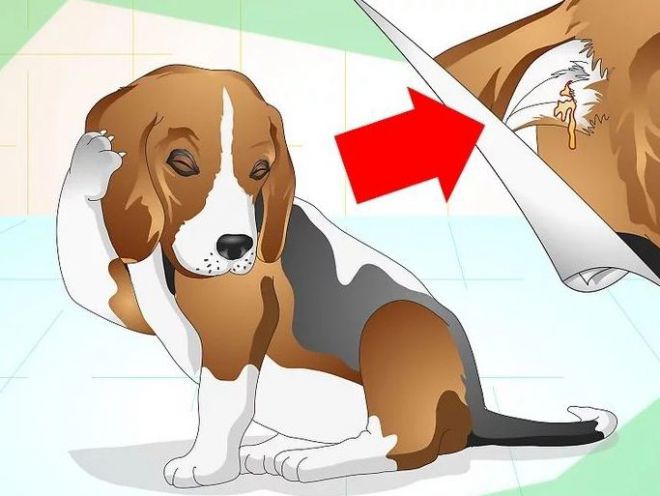 Лечение бактериального отита у собаки thumbnail
