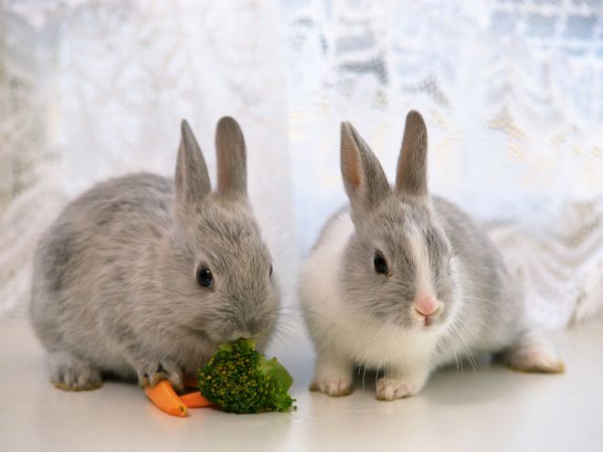 понос у кроликов причины