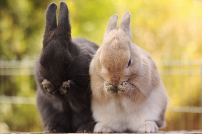 понос у кроликов лечение и профилактика