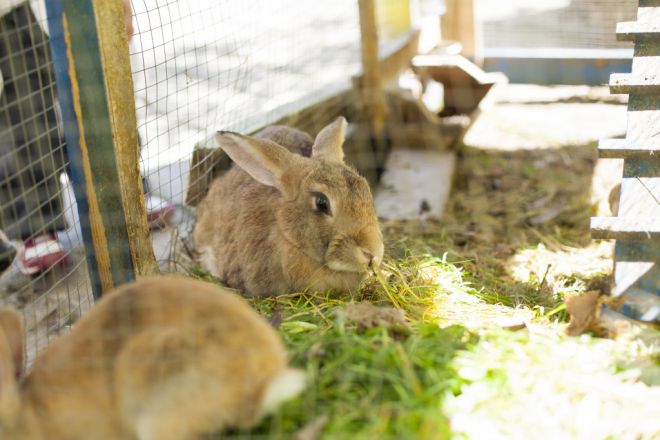 лечение поноса у кроликов в домашних условиях