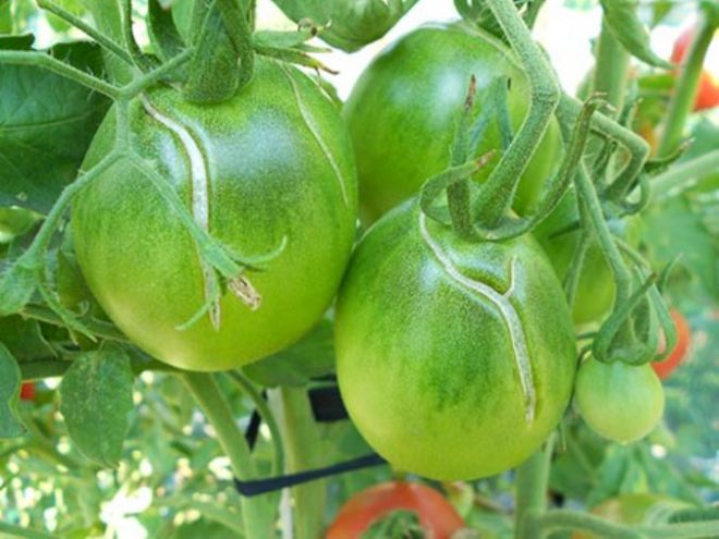 Почему лопаются зеленые помидоры на кусту