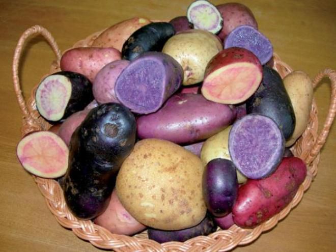 какие бывают сорта картофеля