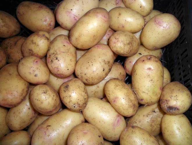 поздние сорта картофеля