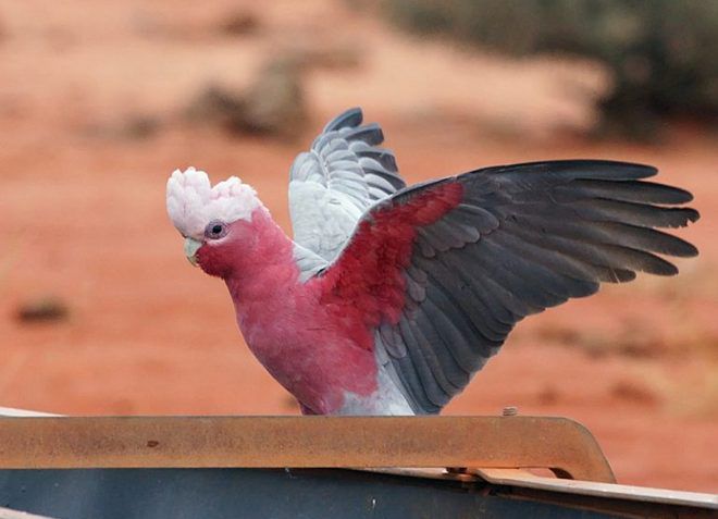 розовый какаду попугай