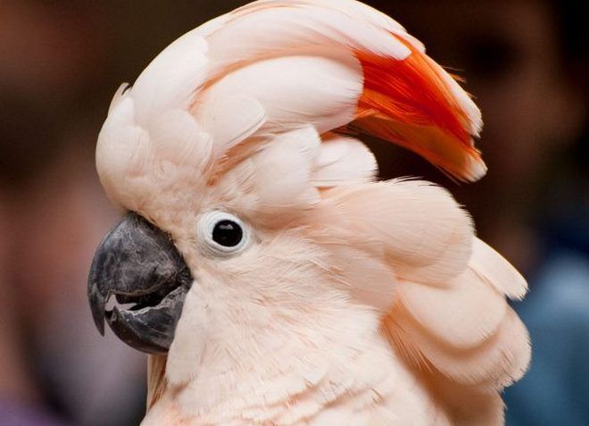 попугай молуккский какаду